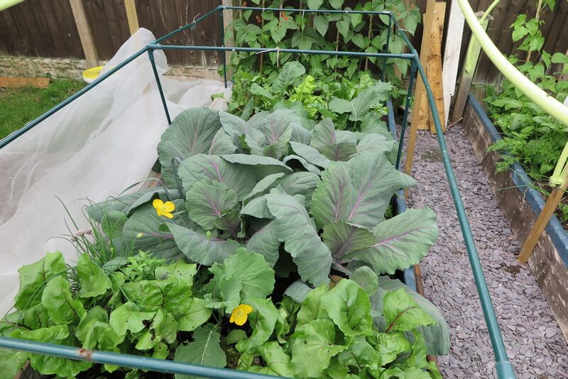 full cabbage bed