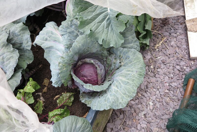 large red cabbage