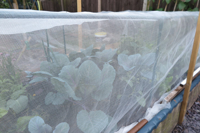 cabbages under netting