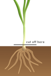 cut at soil level