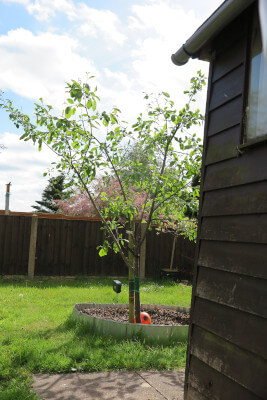 plum tree with leaves
